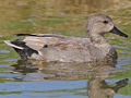 Gadwall